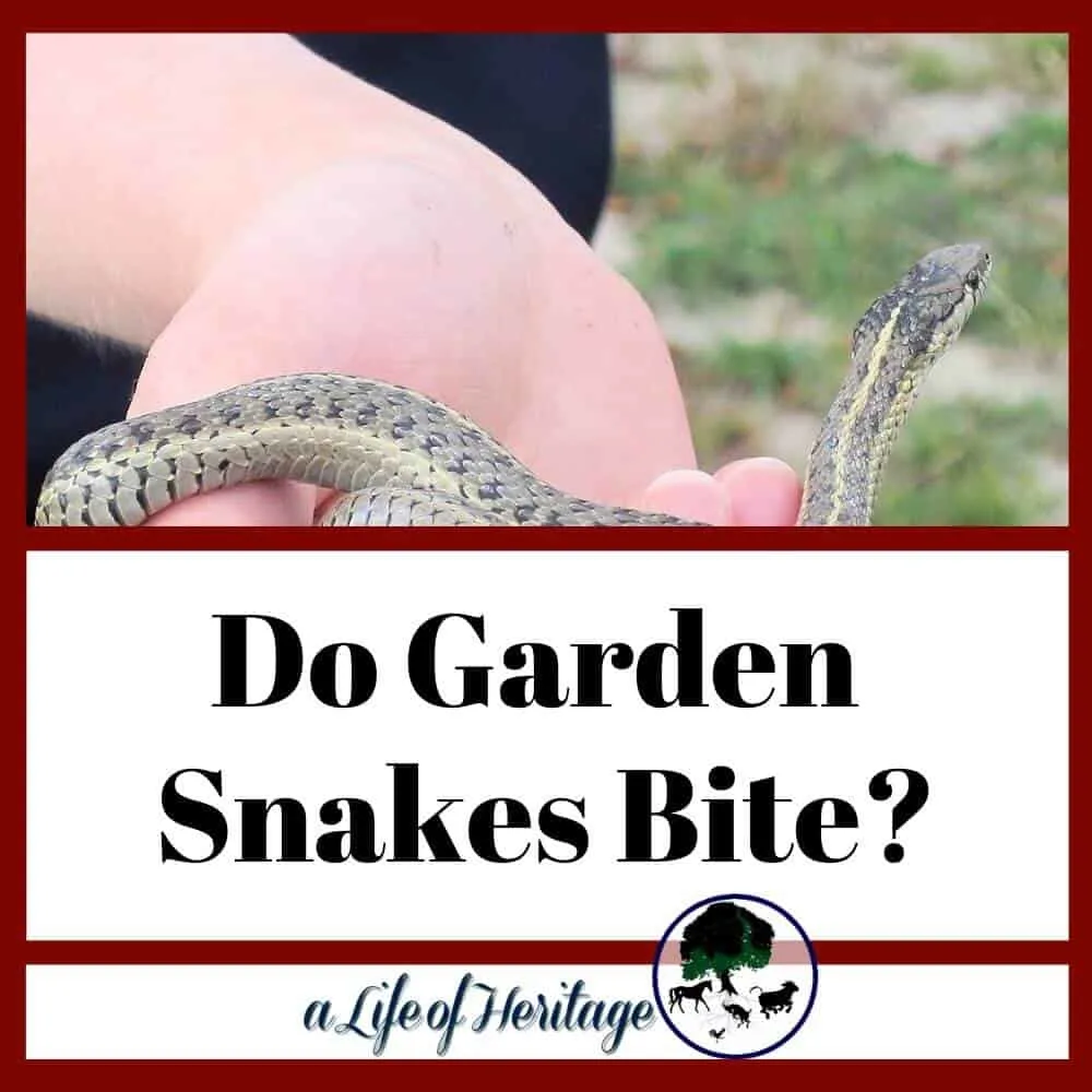 do garden snakes bite and if they do is it poisonous?