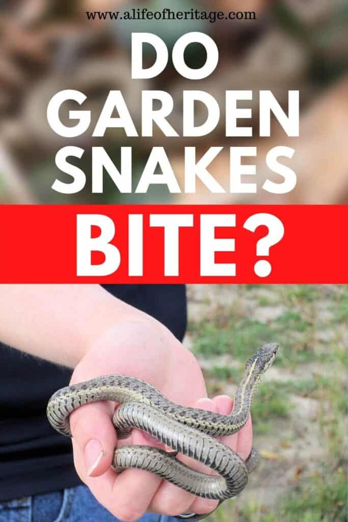 Do garden snakes bite? And if they do are they dangerous?