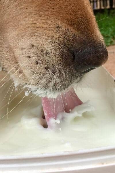 Raw goat milk for dogs offers them amazing health benefits. This dog is drinking goat milk from a plastic container
