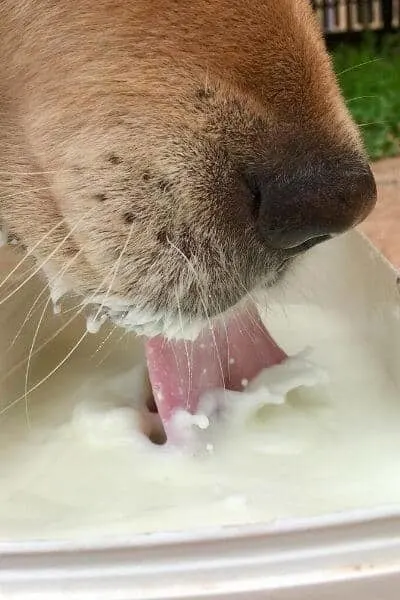 Dog drinking cheap cow milk