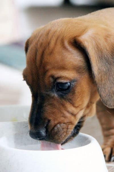 Goat's milk for dogs is a great health booster. This puppy is drinking milk out of a dog bowl