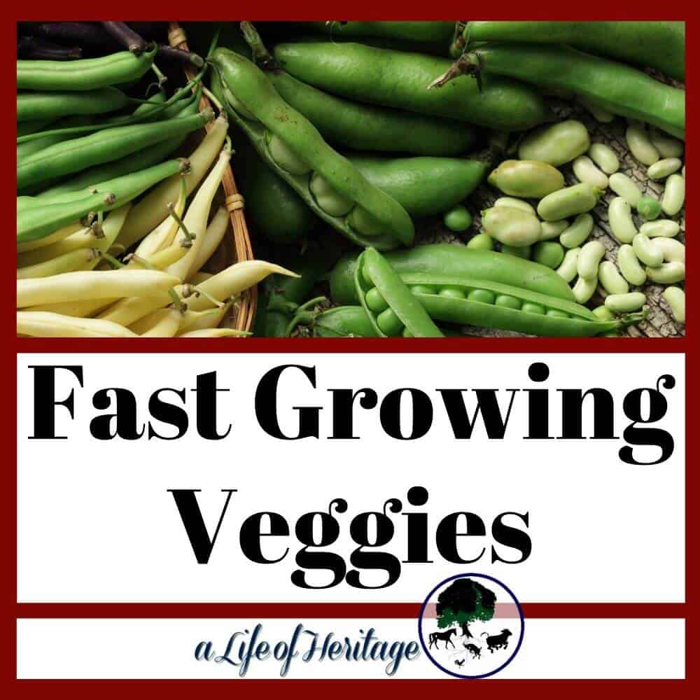 Ready to grow veggies fast? These ideas will be great for your garden this year!