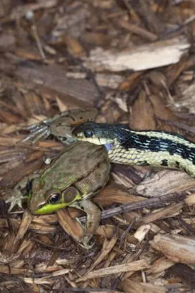 Garter snakes are carnivores, this is what they eat.