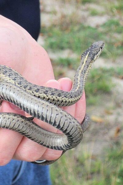 Garter snakes are harmless snakes and will not harm you but what do garter snakes eat?