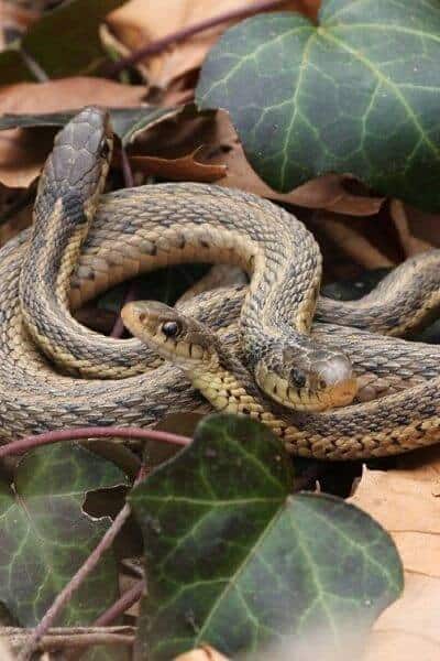 This is what a garter snake looks like but what do garter snakes eat?