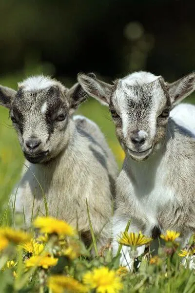 You'll always want more cute goats in your goat pen