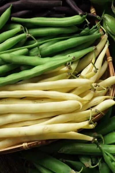 Green beans are our cash crop. I rely on them to grow quickly and produce a great harvest!