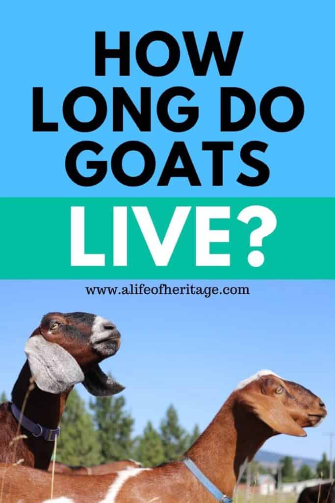 How long do goats live? An important topic for goat owners!