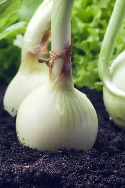 Onions should be one vegetable planted in your garden. They are very fast growing veggies