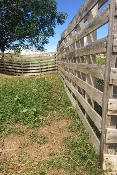 Pallet fence for goats