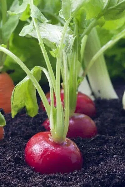Radishes are a very fast growing vegetable