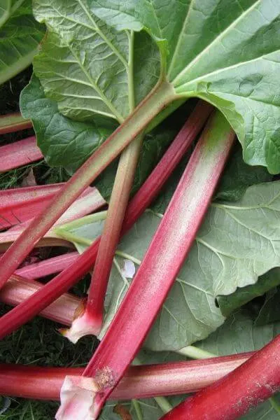 rhubarb is another perennial vegetable. Plant it once and harvest it in the early spring