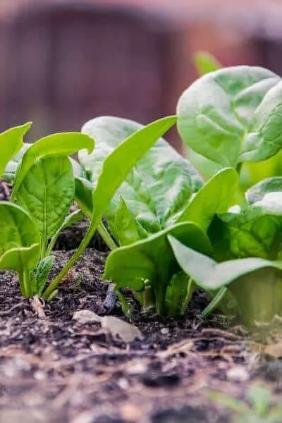 Spinach will grow fast in your garden