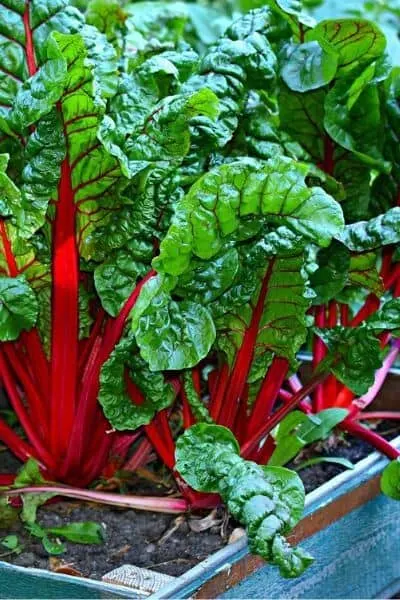 Swish chard is beautiful and has many ways to cook it but it also grows very fast