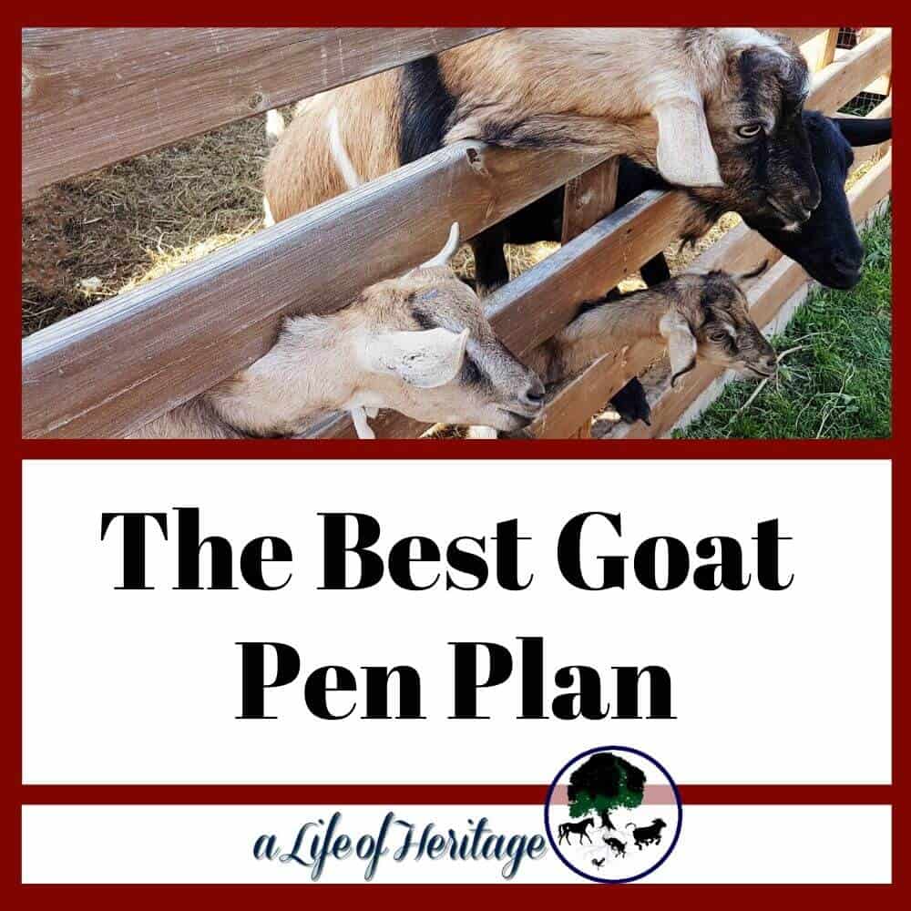 The best goat pen plan with goats sticking their head through a fence