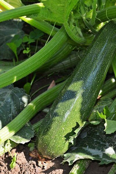 Zucchini is easy to grow and fast growing and a very nutritious vegetable!