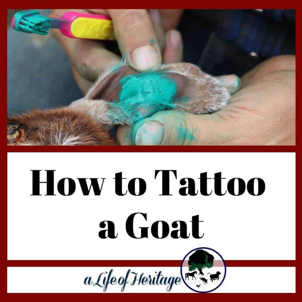 A tattoo on a goat is a way to identify the goat