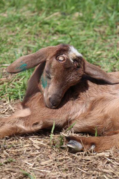 This goat kid was just tattooed and disbudded