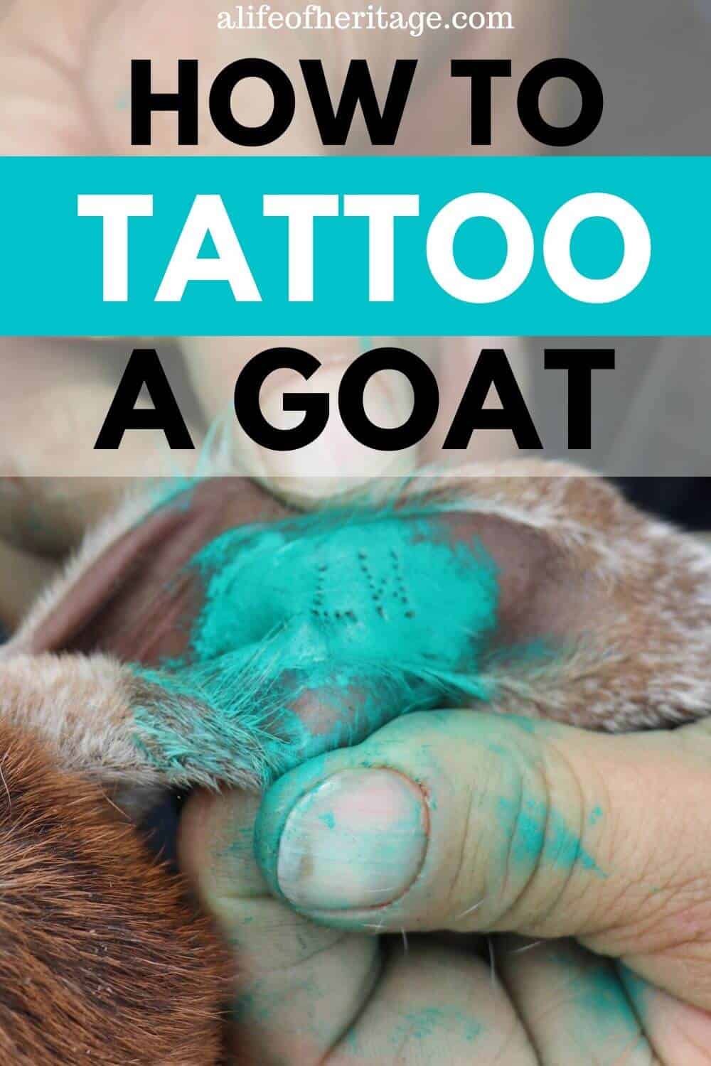 Search results for tattoo kits for goat