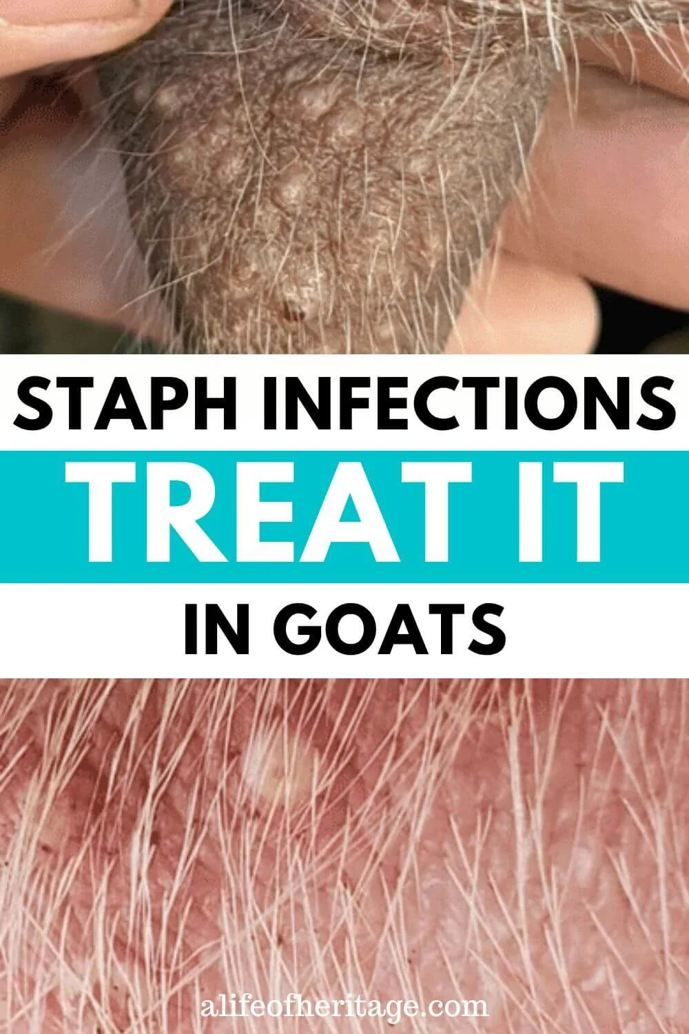 learn how to treat staph infections in goats 
