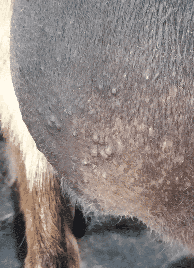staph infection on udder of a goat