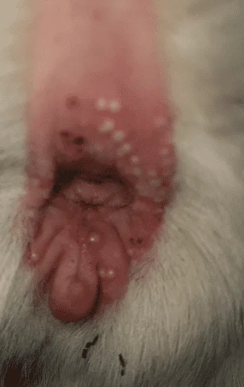 white pimple like staph infection on tail web of goat