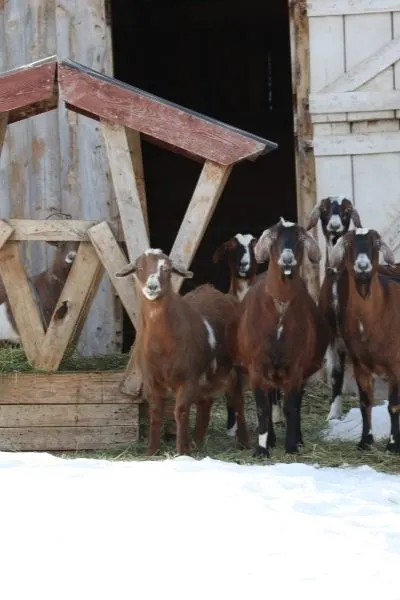 Goats standing in snow next to a pallet feeder