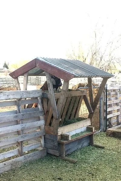 Pallet goat feeder feeding two pens