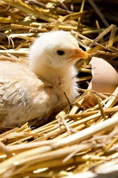 chick resting in straw after hatching from egg