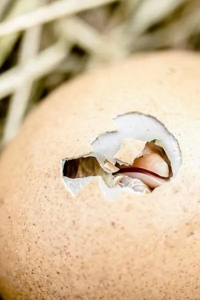 chicken beak seen through hole in hatching egg