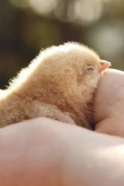Chick being held in hand