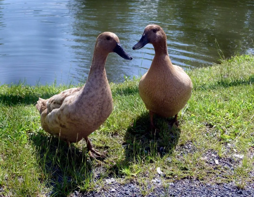 Khaki campbell pair standing near pond