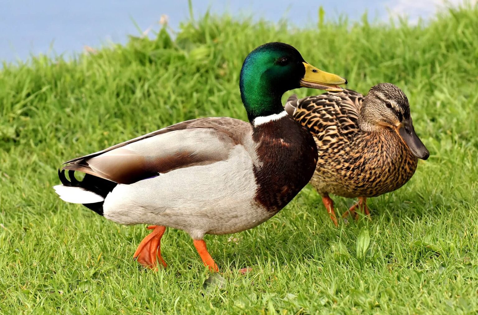 Duck Breeds 14 Breeds YOU Could Own and Their Facts at a Glance