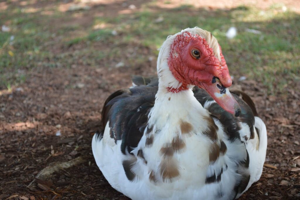 muscovy Duck sitting on grass
