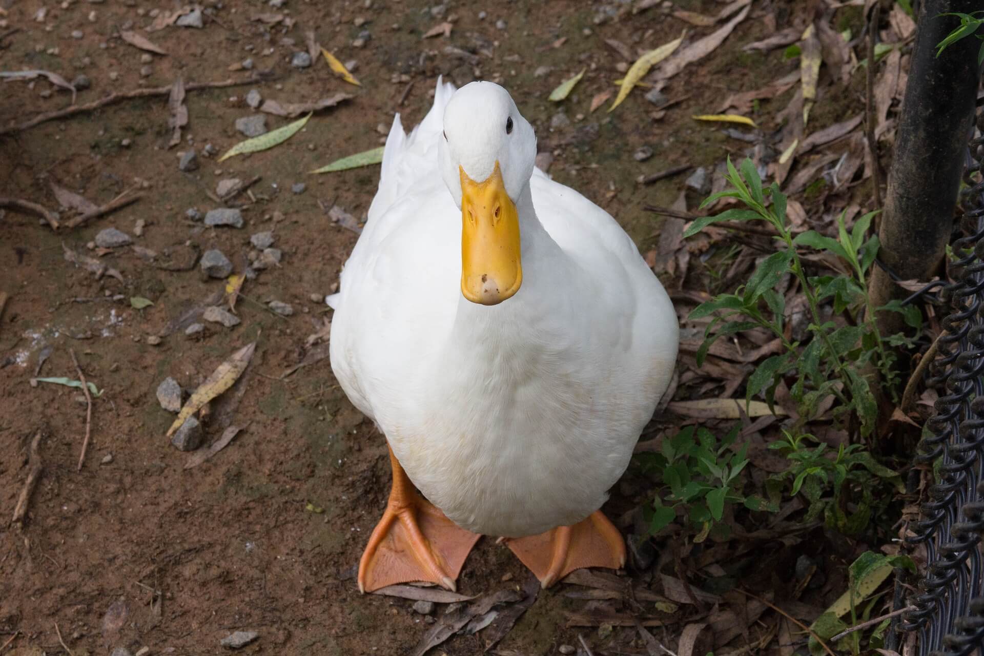 Duck Breeds: 14 Breeds YOU Could Own and Their Facts at a Glance