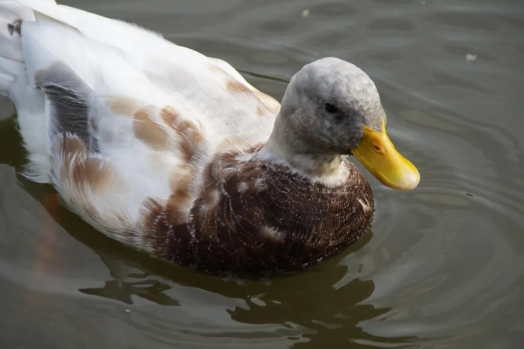 Saxony duck swimming