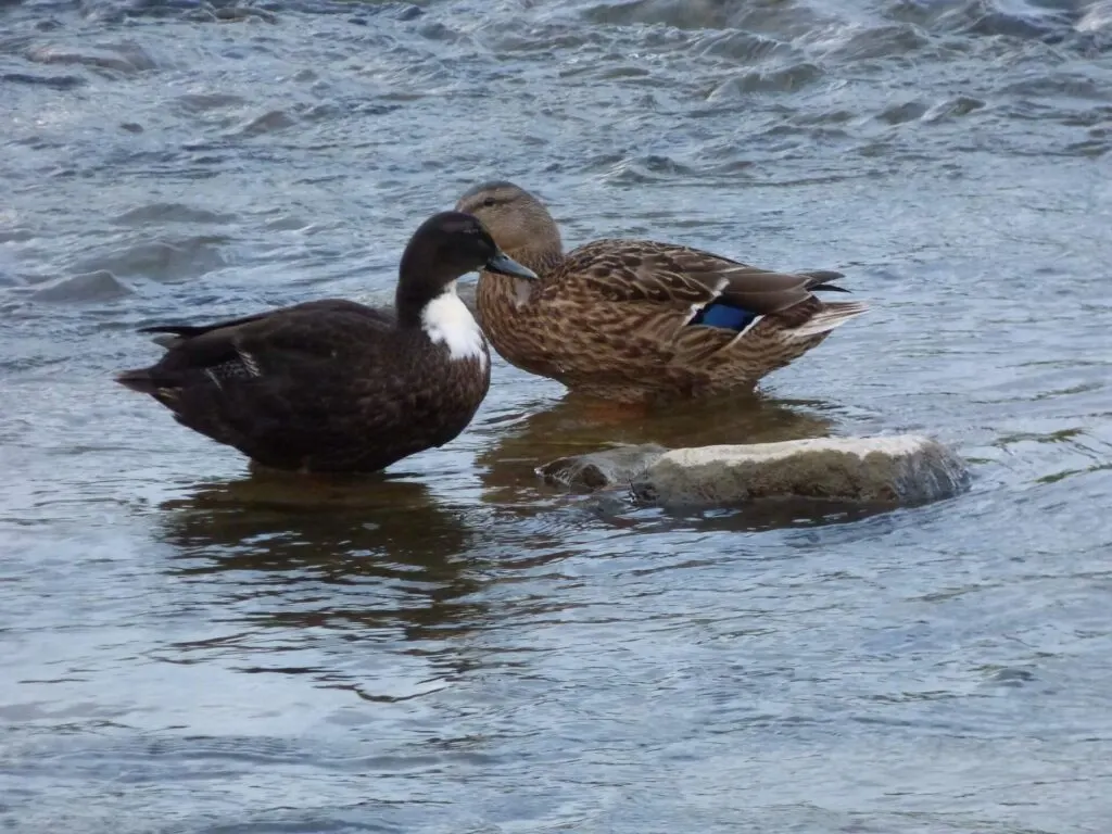 Swedish ducks standing in water 