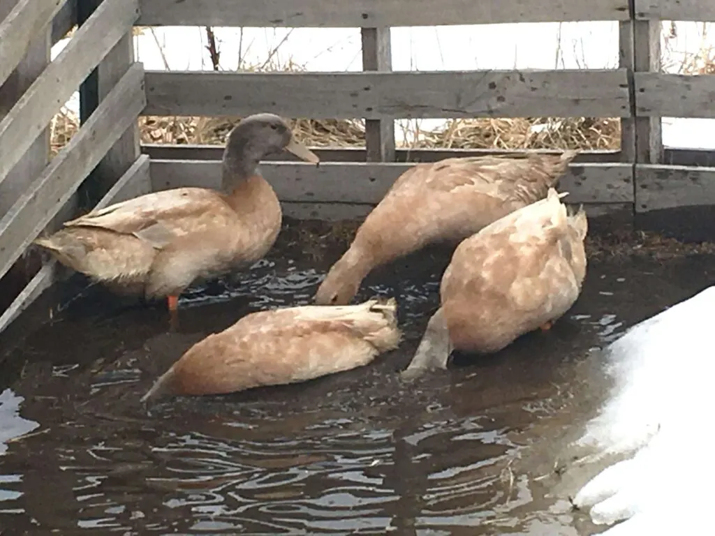Buff Orpington Ducks in a little pond