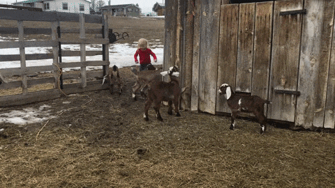 Goat kids running with 3 year old girl