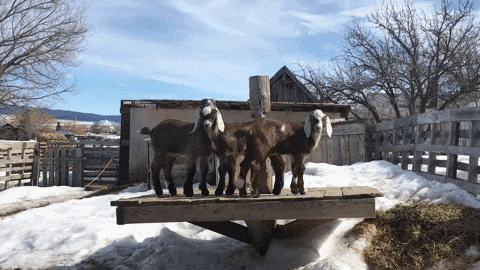 Goat kids jumping 