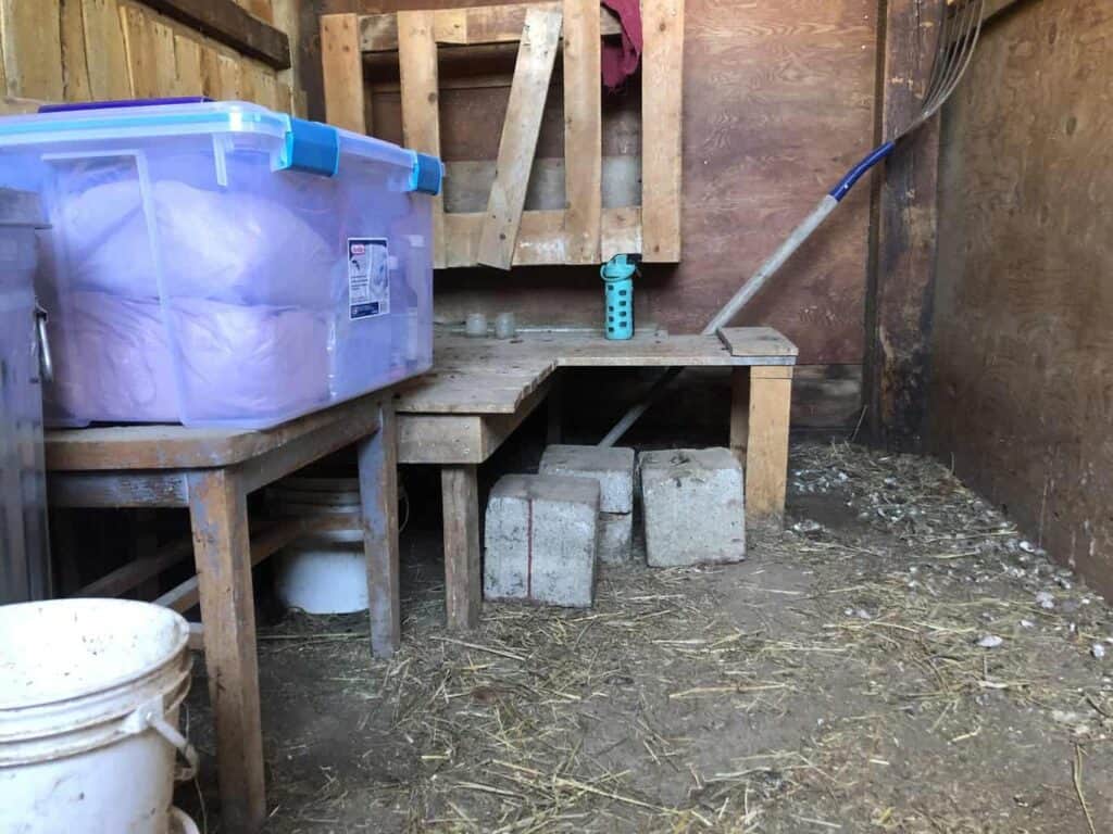 A single sided goat milking stand before the area was remodeled