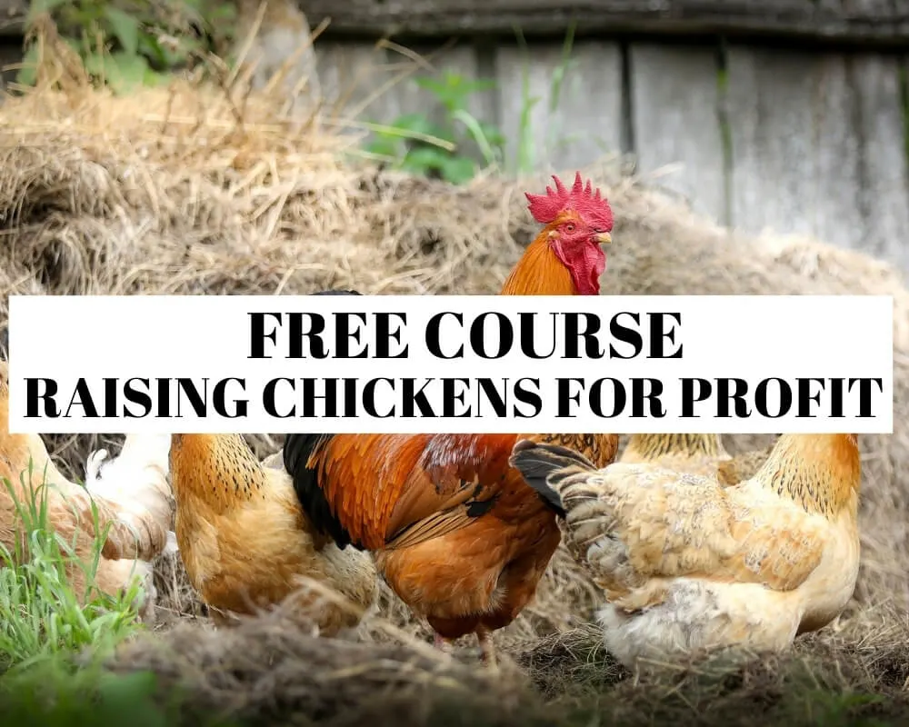 Raising chickens for profit