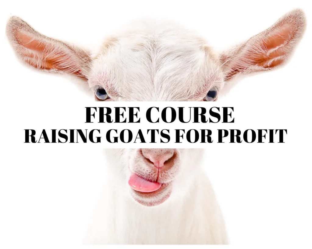 Raising goats for profit