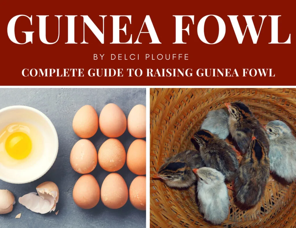 book on raising guinea fowl
