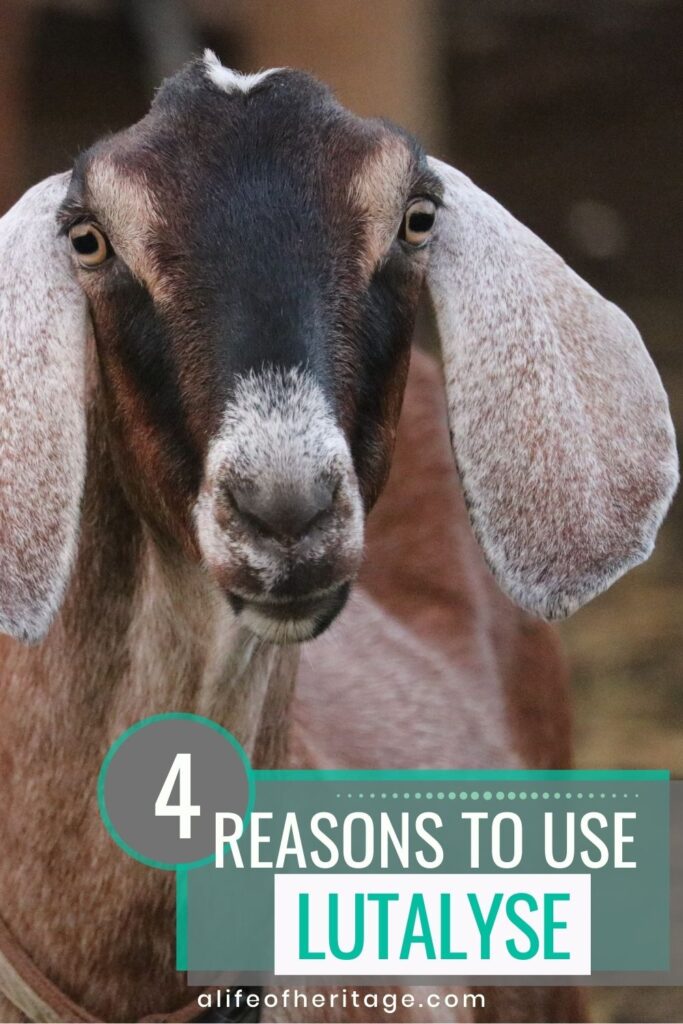 there are 4 reasons to lutalyse your goats