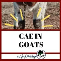 CAE IN GOATS AND WHAT TO DO ABOUT IT