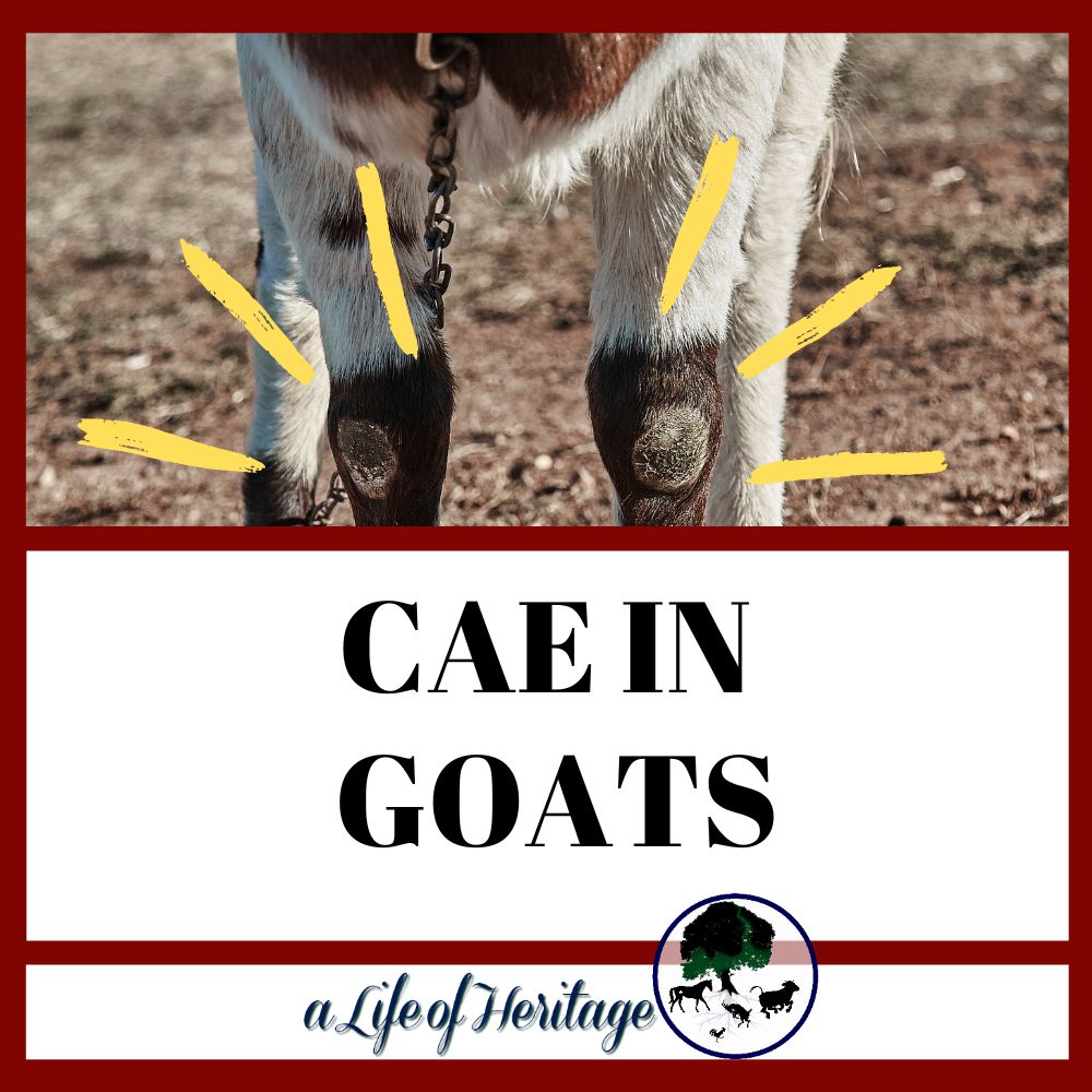 CAE IN GOATS AND WHAT TO DO ABOUT IT