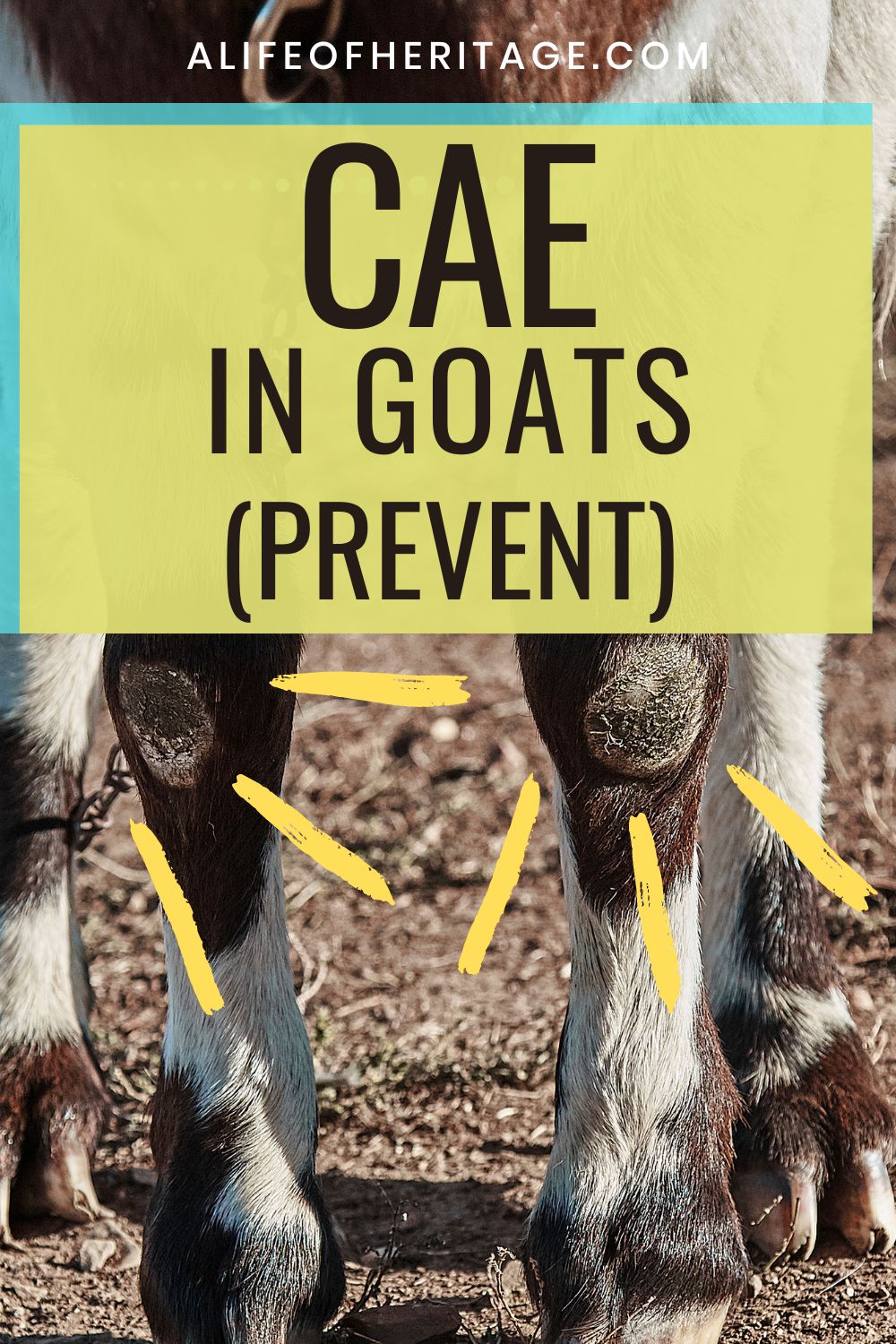 How to prevent CAE in goats