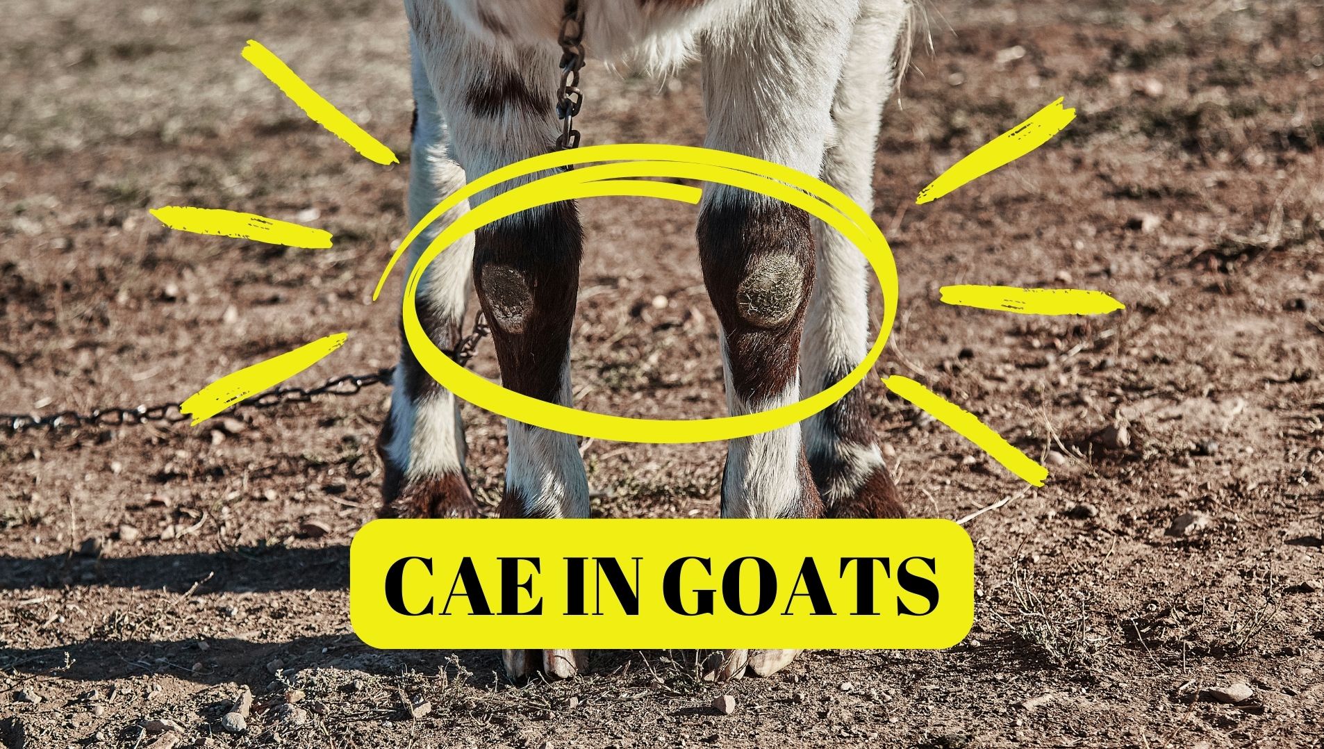 CAE in goats causes arthritis and knobby knees 