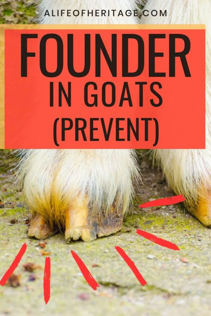 You'll want to know how to prevent founder in goats